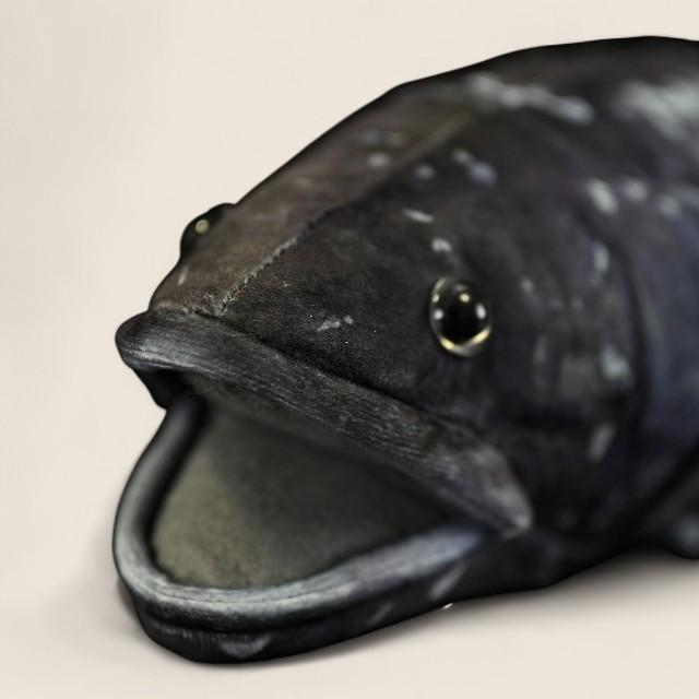 Coelacanth Soft Stuffed Plush Toy