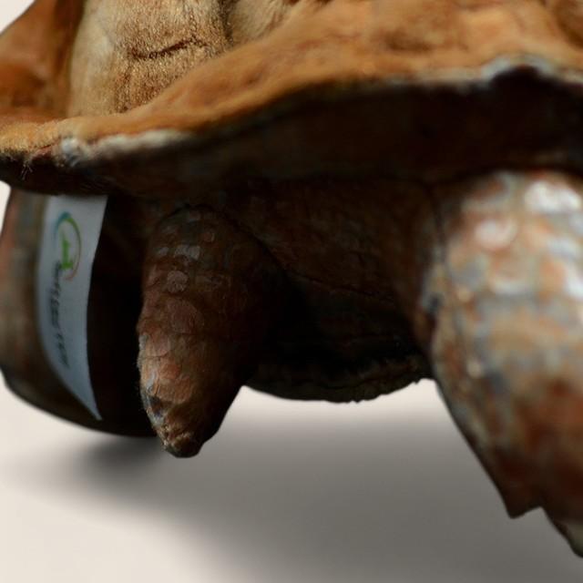 Galapagos Tortoise Soft Stuffed Plush Toy