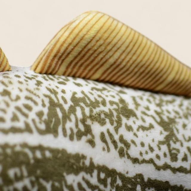 Atlantic Cod Soft Stuffed Plush Toy