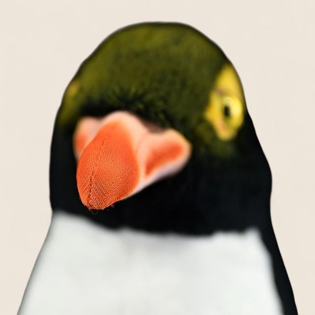 Yellow-Eyed Penguin Bird Soft Stuffed Plush Toy