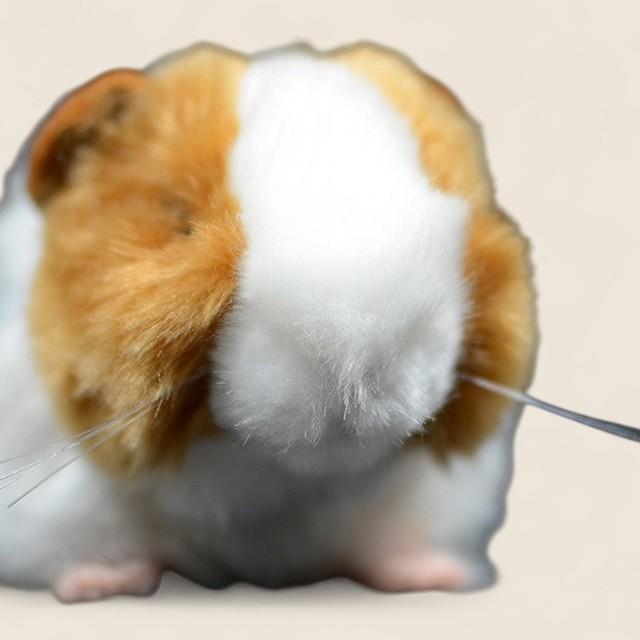 Guinea Pig Soft Stuffed Plush Toy