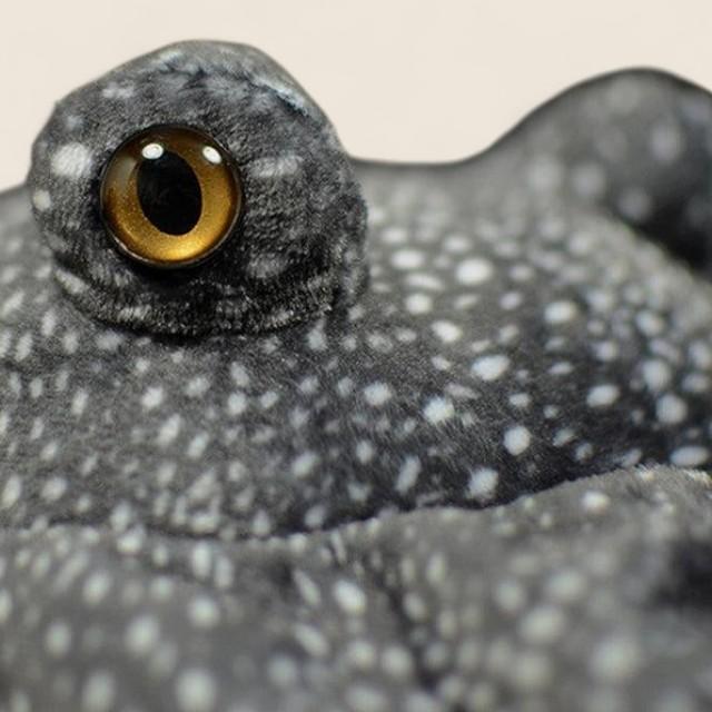 Stingray Soft Stuffed Plush Toy